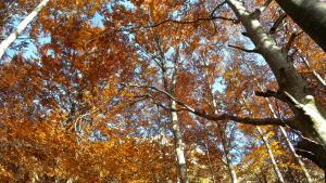 Un bosque en pleno otoño.