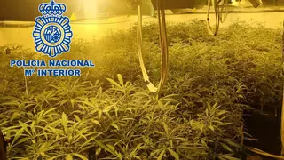 Dos detenidos en la urbanización Virgen de Linares por una plantación de marihuana
