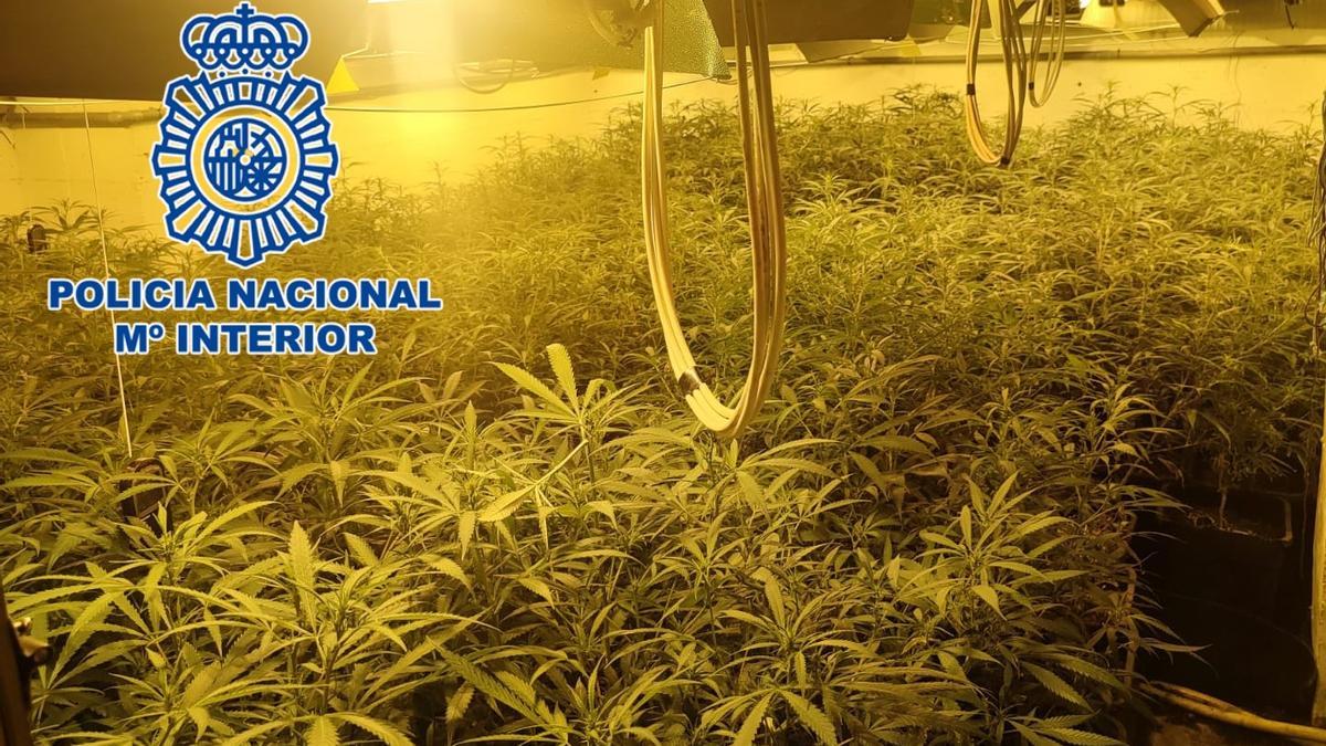 Plantación de marihuana desmontada por la Policía Nacional de Córdoba.