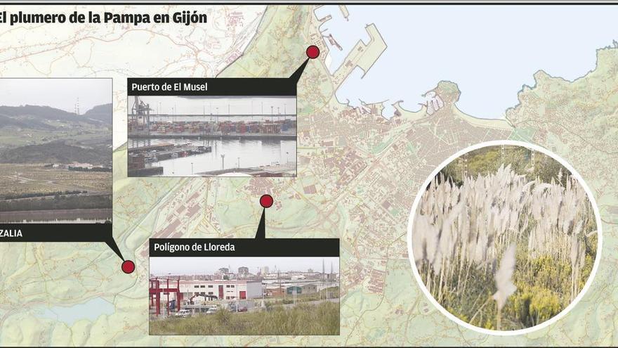 Gijón inicia por Porceyo y Lloreda el ataque a la plaga del plumero de la Pampa