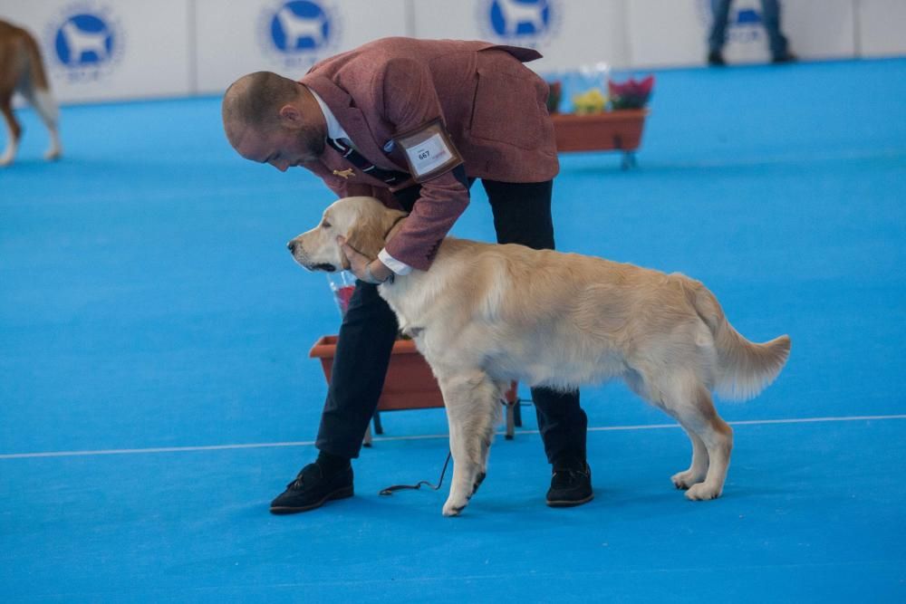 La Mascotada da brillo a Expocachorro