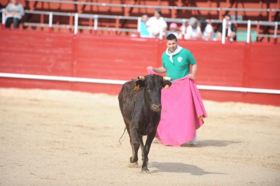 Becerrada, encierros y vaca de la sangría