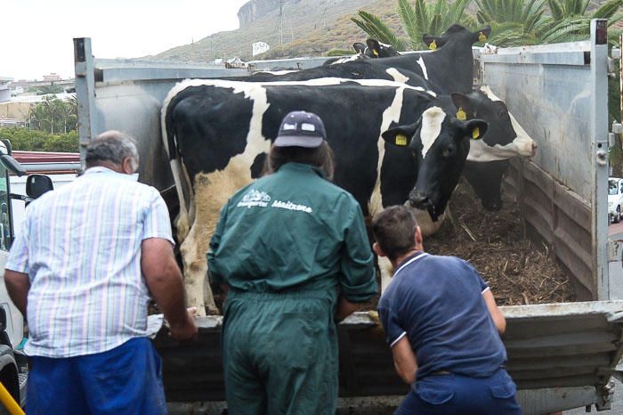 El Cabildo recibe 33 vacas