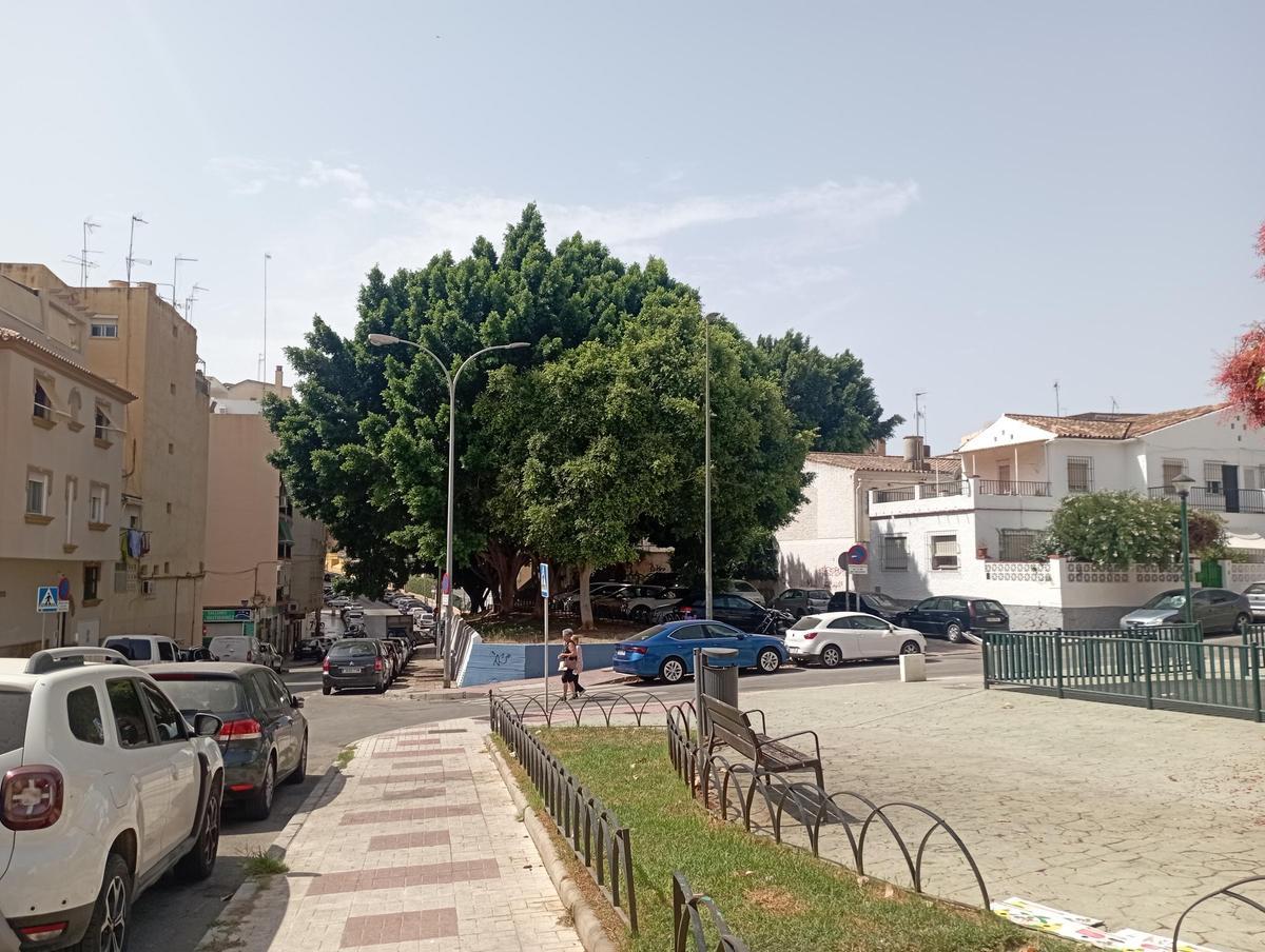 Los ficus de la calle Marqués de Ovieco, la semana pasada.