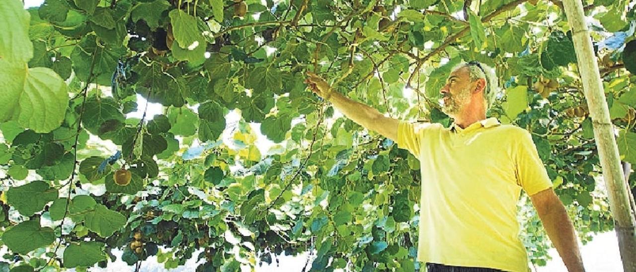 Agricultores de Picassent denuncian el robo de más de 10.000 kilos de kiwis