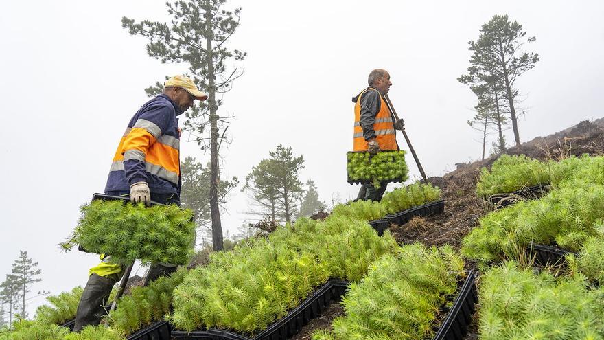 Plantar árboles para combatir el cambio climático