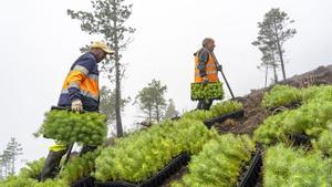 Los árboles desempeñan un papel crucial en la mitigación del cambio climático debido a su capacidad para absorber el CO2 de la atmósfera a través del proceso de fotosíntesis. Durante este proceso, los árboles absorben CO2 y liberan oxígeno, lo que los convierte en sumideros naturales de carbono. Además, la reforestación de áreas deforestadas o degradadas puede ayudar a restaurar los ecosistemas y promover la biodiversidad. Según un estudio publicado en la revista científica Science, la plantación masiva de árboles podría reducir hasta dos tercios de las emisiones de gases de efecto invernadero causadas por actividades humanas. Este estudio destaca la importancia de aumentar la cantidad de árboles en nuestro planeta como una medida efectiva y económica para combatir el cambio climático.  También la investigación realizada por la Universidad suiza ETH-Zurich revela que existen aproximadamente 1.700 millones de hectáreas de tierra sin árboles en todo el mundo que podrían ser utilizadas para la plantación masiva de árboles. Estas áreas representan aproximadamente el 11% de la superficie terrestre y podrían albergar alrededor de 1,2 billones de árboles nativos y endémicos. Para determinar las áreas más adecuadas para la reforestación, los investigadores utilizaron imágenes de satélite de Google Earth y consideraron factores como la topografía y el clima. El resultado fue un mapa global que identifica las zonas con mayor potencial para la plantación de árboles. Países como Rusia, Canadá, China, Estados Unidos, Brasil y Australia son algunos de los lugares con mayor capacidad para albergar estos proyectos de reforestación a gran escala.