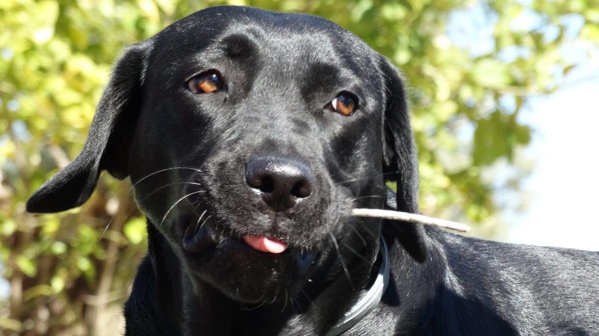 Lua falleció el pasado domingo tras ser envenenada en Foios