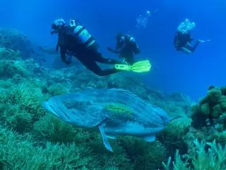 Los fondos marinos de Cartagena al descubierto