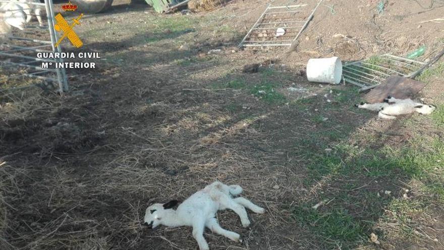 Investigado un ganadero en la comarca de los Monegros por maltrato animal