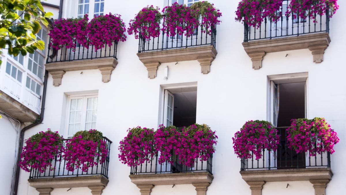 los vecinos que cuelguen flores y plantas de su balcón pueden recibir avisos y multas de la comunidad si superan este límite