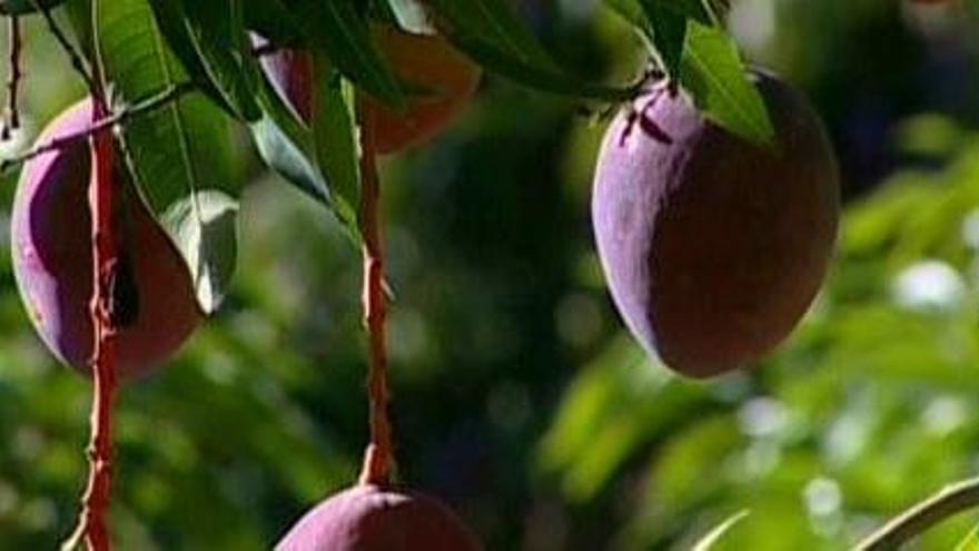 Málaga está a la cabeza de la producción de mangos y aguacates en Andalucía.