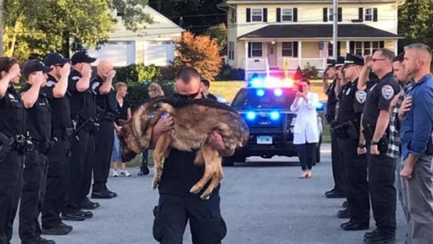 Un perro policía, despedido con honores por sus compañeros en Connecticut