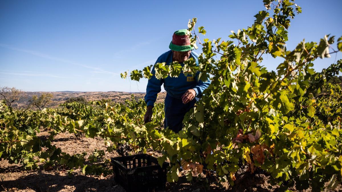 Un hombre trabaja en tareas agrícolas en una viña.