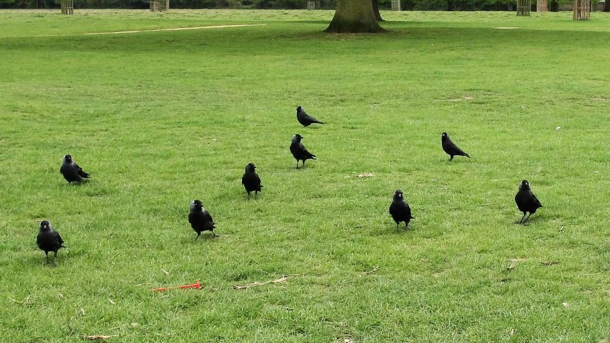 Grupo de grajillas en un parque de Londres.