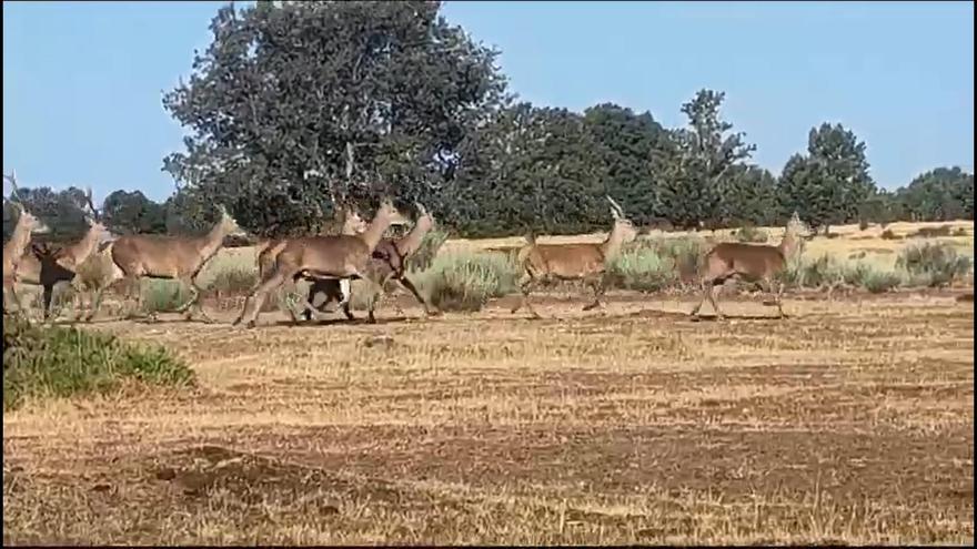 Una espectacular manada de ciervos recorre el campo zamorano