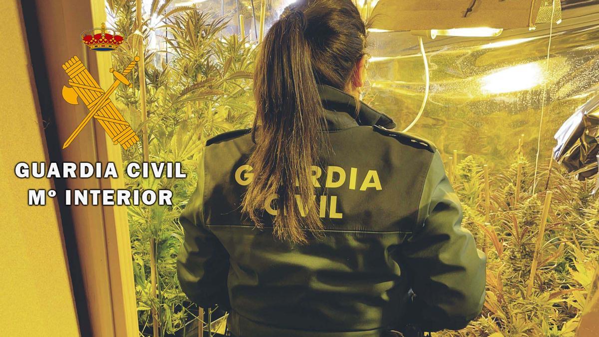 Plantación de marihuana localizada en La Carlota.