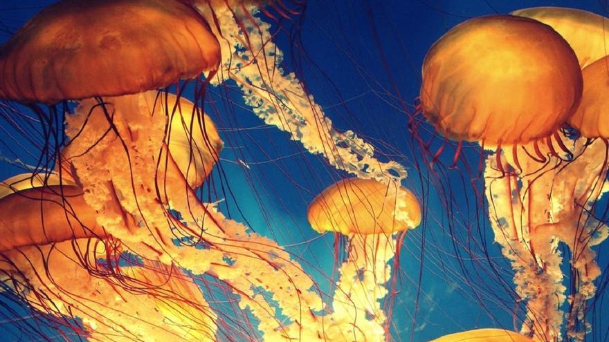 Las medusas más frecuentes y peligrosas del Mediterráneo