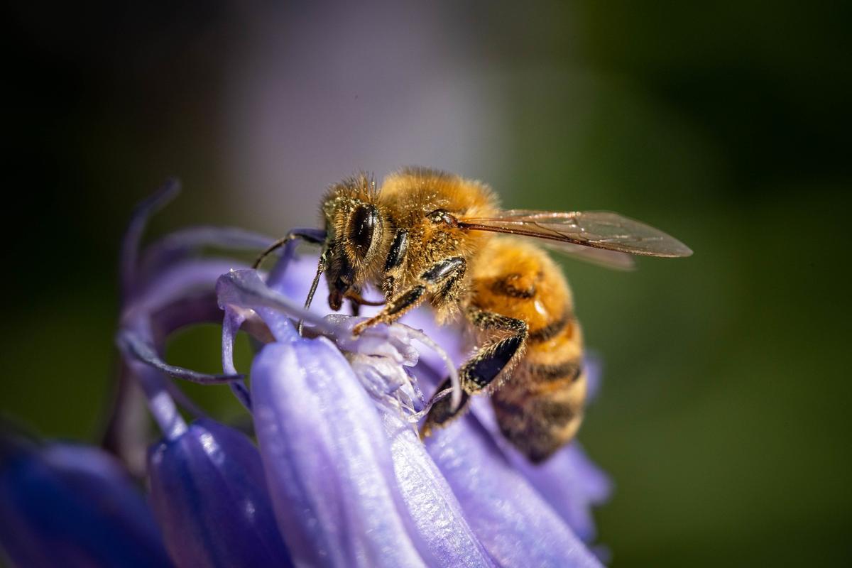 El 46% de los abejorros está amenazado.