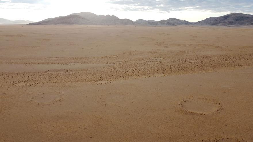 Científicos españoles arrojan luz sobre el misterioso origen de los &quot;círculos de hadas&quot;.