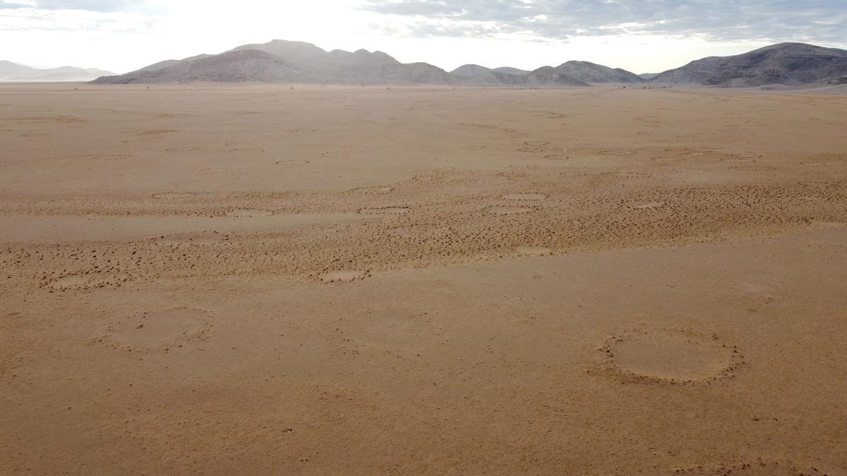 Científicos españoles arrojan luz sobre el misterioso origen de los &quot;círculos de hadas&quot;.