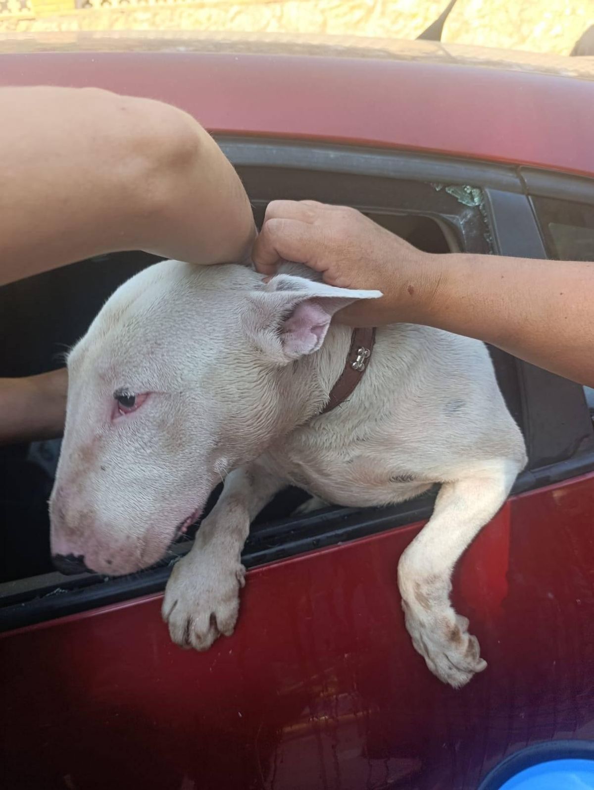 Detalle del momento en que la Policia Local de Vilanova i la Geltrú rescata al perro encerrado en un coche