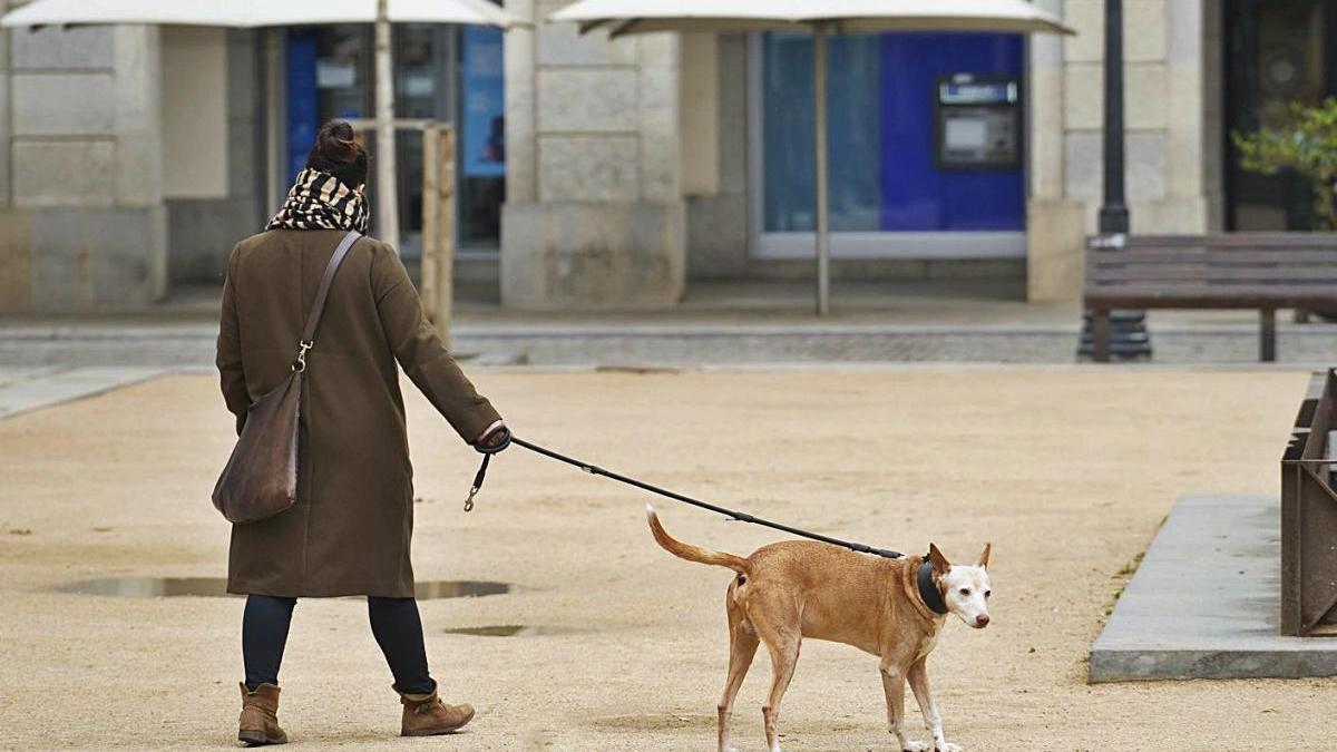 Girona suma més de 200 gossos al cens l&#039;any 2020