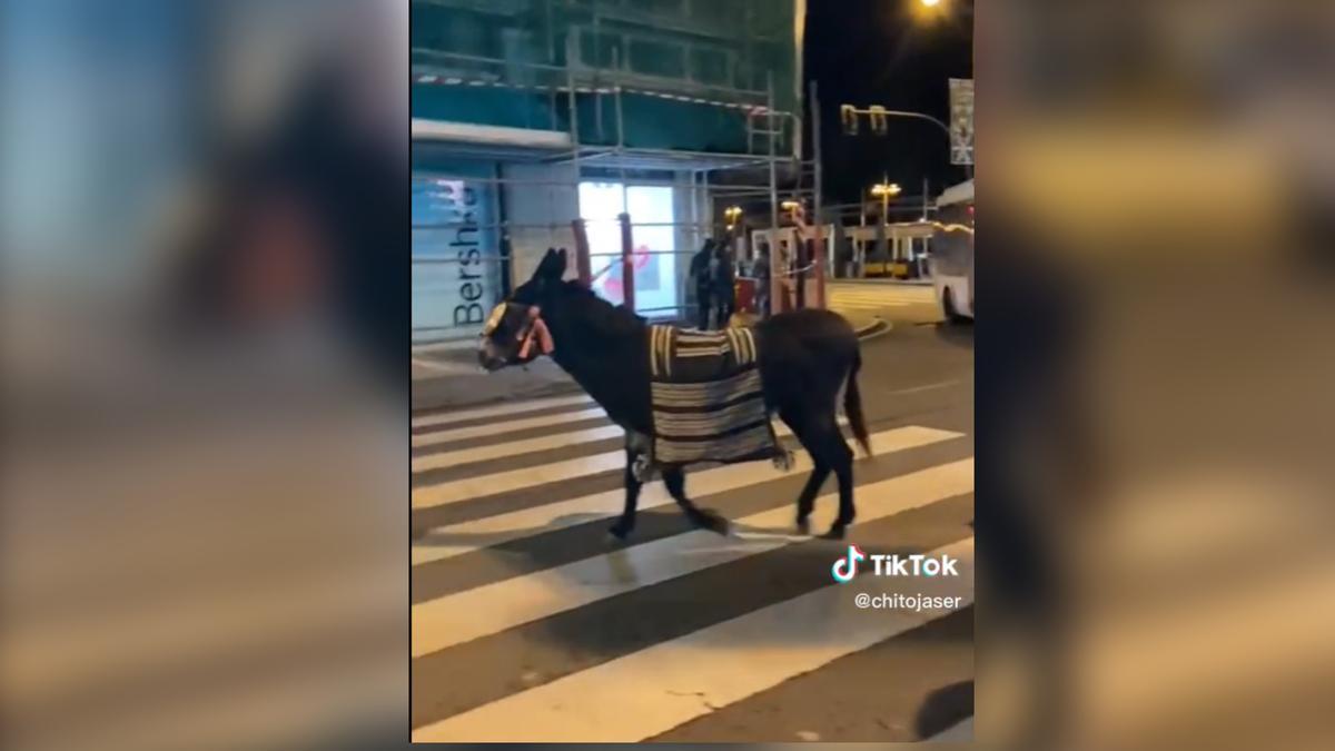 VÍDEO | Un burro paseando por el centro de Zamora se vuelve viral
