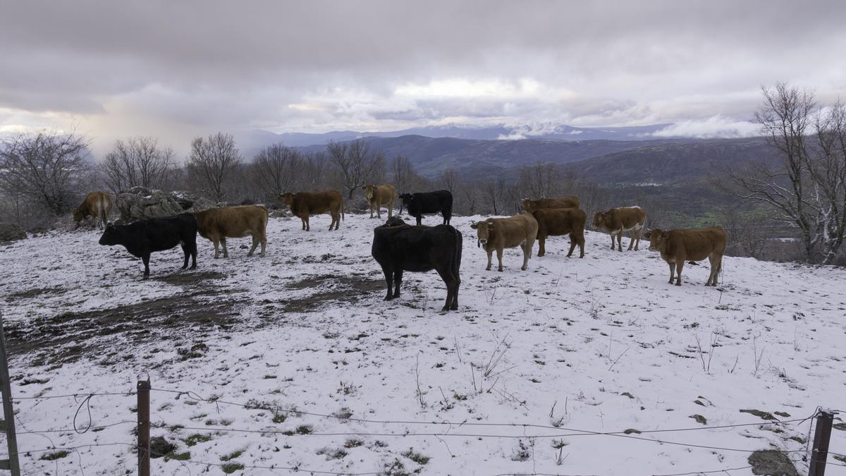 FOTOGALERÍA | La nieve tiñe de blanco la sierra de Hervás