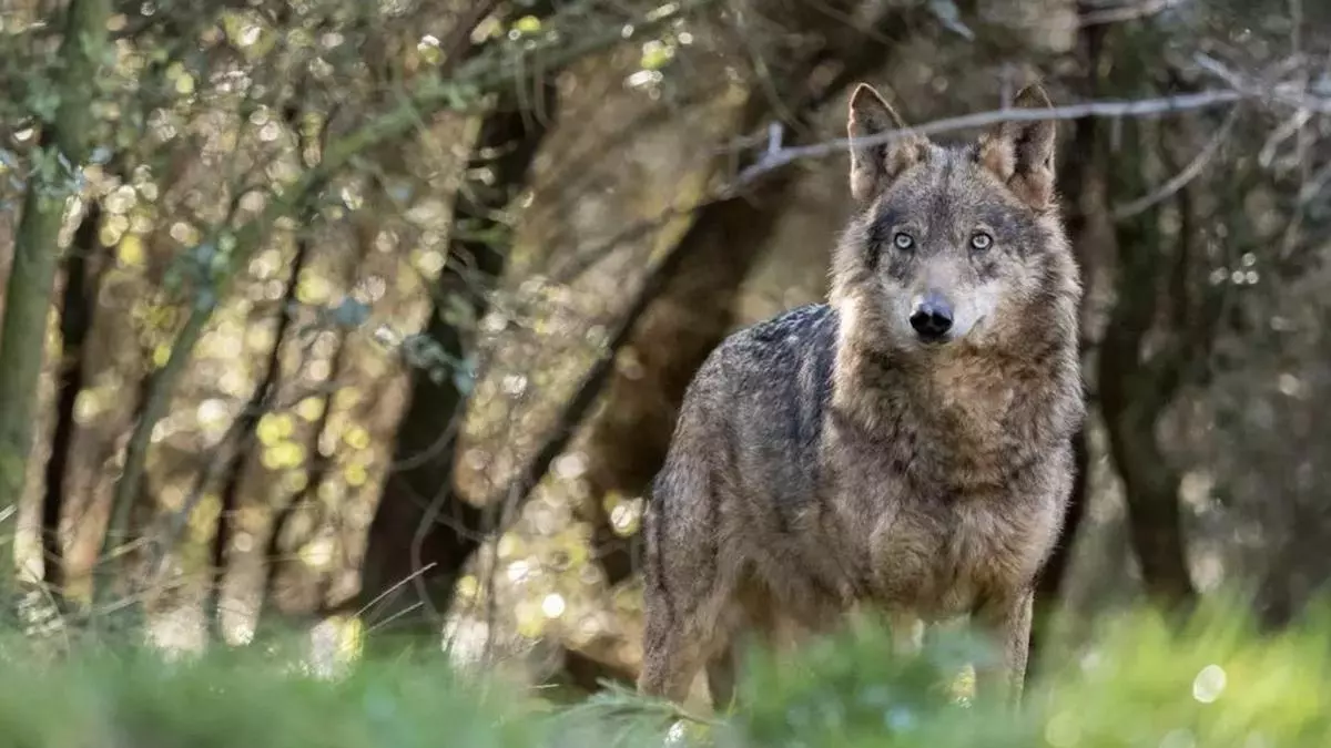 Esta es la sierra española con la mayor densidad de lobos de Europa Occidental