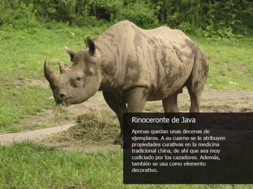 rinoceronte.jpg