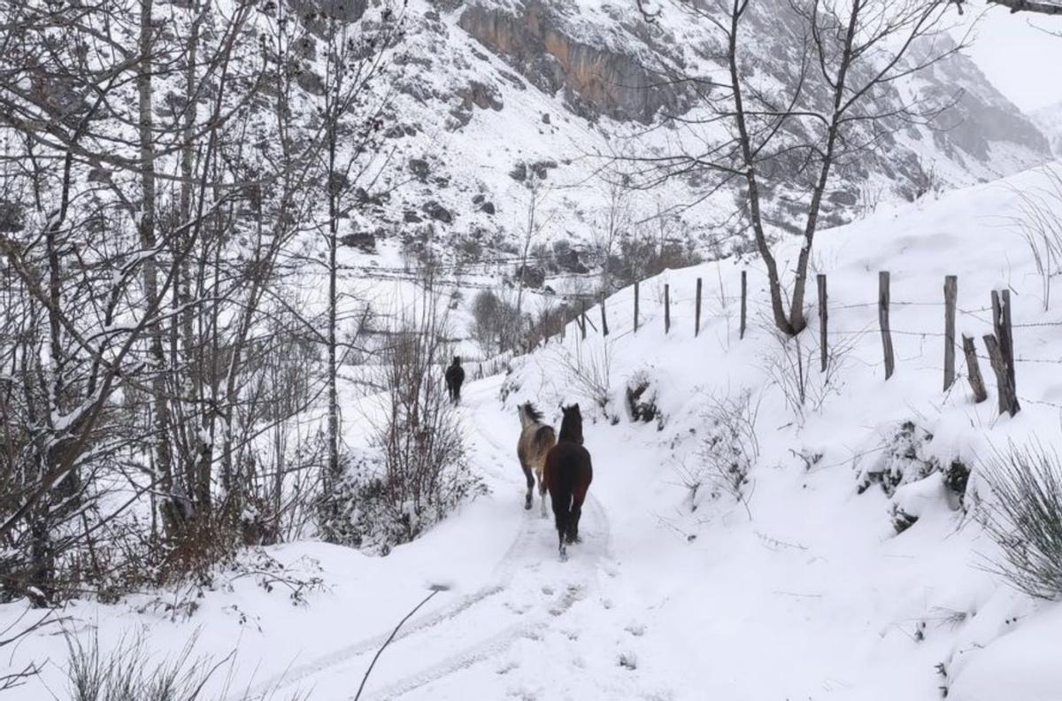 Arriba, oleaje en Tazones; sobre estas líneas, caballos por la nieve en Somiedo. | Alfonso Tomás / Ayuntamiento de Somiedo