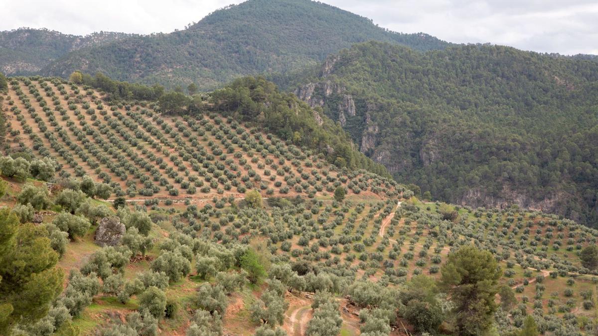 Olivos por la zona del Parque Natural Sierra de Cazorla, Segura y Las Villas, en Jaén.