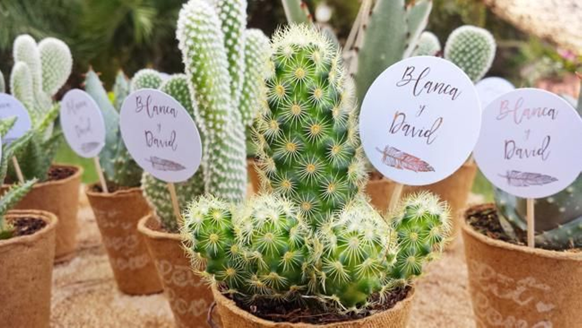 Viste tu boda con cactus: Di Oui