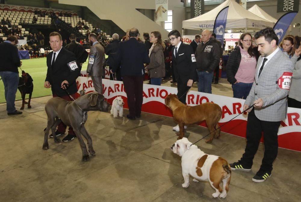 La Exposición Canina de Vigo cierra una nueva edición con grandes resultados.