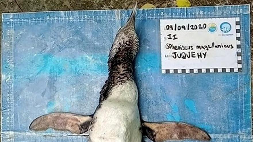 Hallan a un pingüino muerto tras ingerir una mascarilla en Brasil