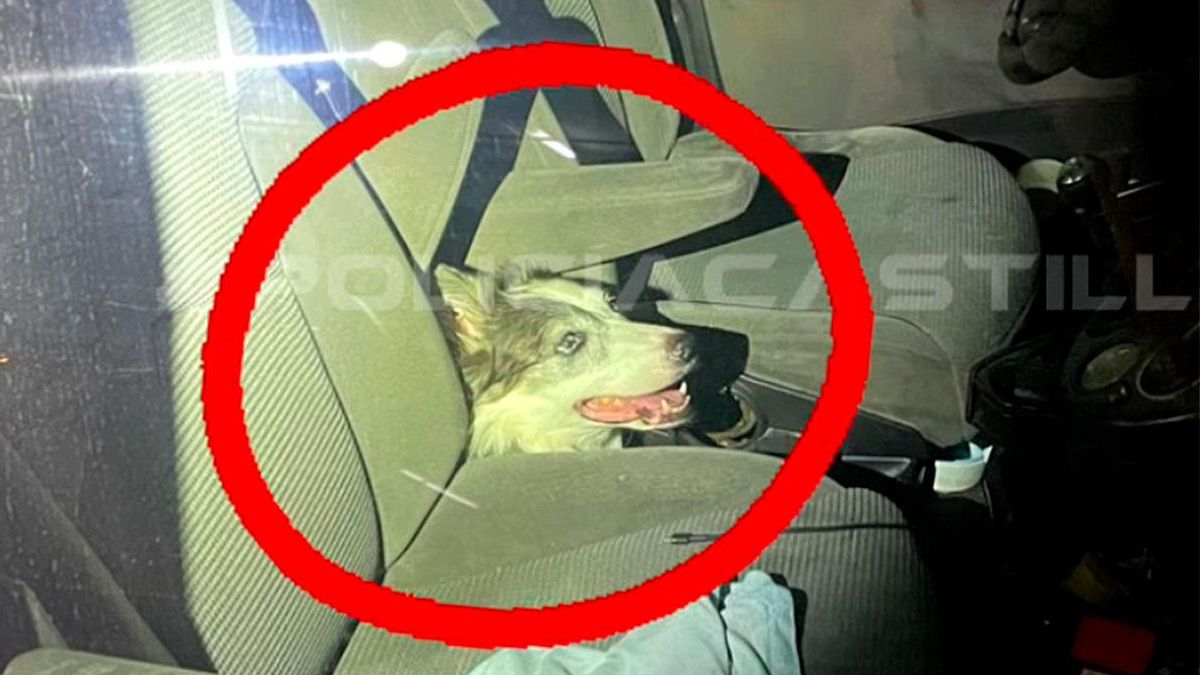 ,Imagen de uno de los perros en el coche.