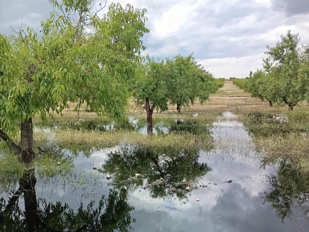 Vertido de petróleo en una finca de Calasparra