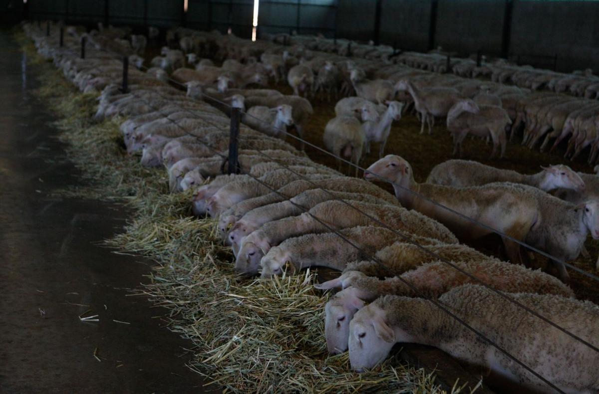 Explotación intensiva de ovino en la provincia de Zamora. | Emilio Fraile