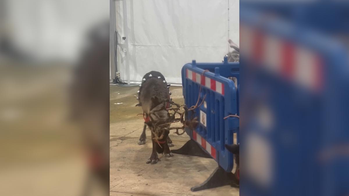 Este es el estado en el que se encuentran los renos de la cabalgata de El Escorial.