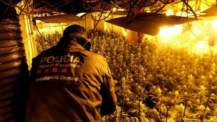 Quatre detinguts per tenir un cultiu de marihuana de més de 1.800 plantes en una casa de Palau-saverdera