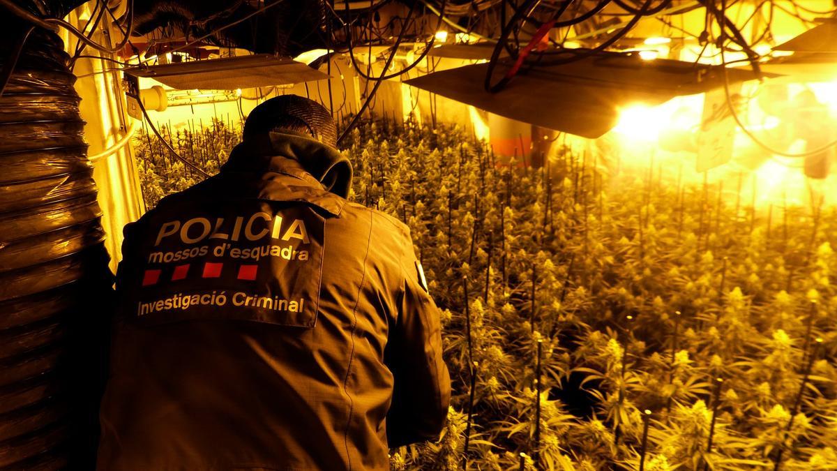 Un dels agents d'investigació aquest dimecres desmantellat el cultiu de marihuana a la casa de Palau-saverdera