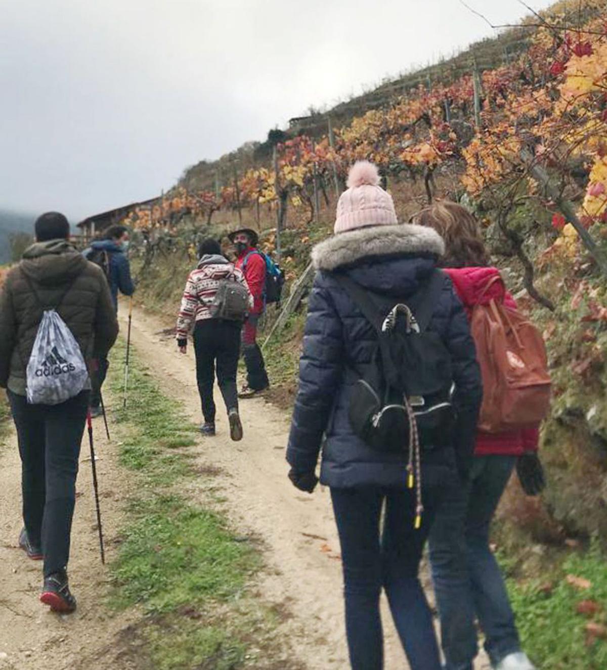 Una de las actividades de senderismo entre viñedos.   | // I.O. 