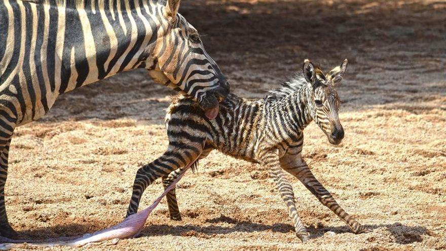 Un integrante más en la familia de las cebras del Bioparc