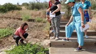 La necrópolis de Puig des Molins, una «burbuja de biodiversidad»
