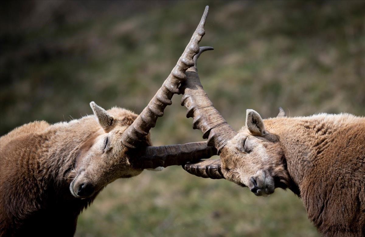 Dos cabras montesas alpinas se enfrentan cerca de la localidad de Pontresina, en el cantón de Grisons (Suiza), el martes 14. En primavera, con las cumbres todavía cubiertas de nieve, la cabra montés baja al pueblo para pastar en los prados.