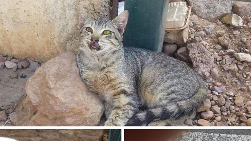 Arca de Noé denuncia el envenamiento de gatos en la Asomadilla y el Naranjo