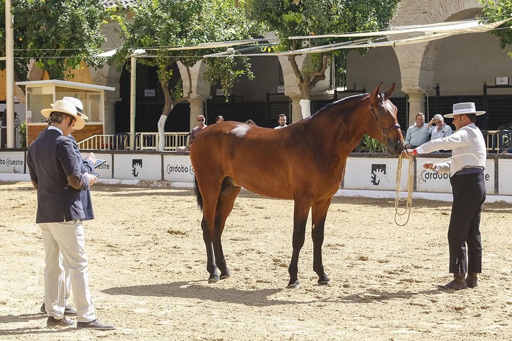 Cabalcor echa a andar con el concurso morfológico