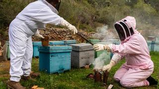 Los apicultores alicantinos exigen al Consell que retire el decreto que los condena al «exilio»