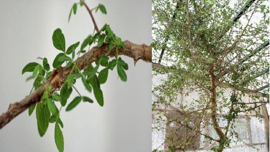 Los científicos logran ‘resucitar’ un árbol ya extinto con una semilla de 1.000 años de antigüedad